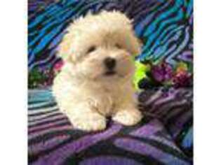 Maltese Puppy for sale in High Springs, FL, USA