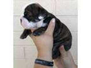 Bulldog Puppy for sale in Peoria, AZ, USA