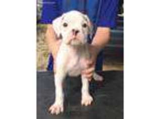Boxer Puppy for sale in Ponchatoula, LA, USA