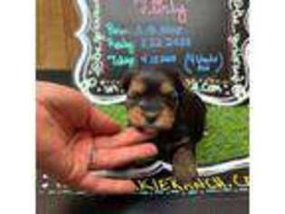 Mutt Puppy for sale in Colorado City, TX, USA