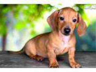 Dachshund Puppy for sale in Saint George, UT, USA