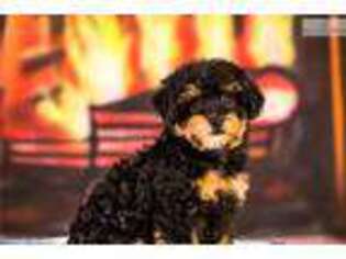Schnoodle (Standard) Puppy for sale in Youngstown, OH, USA