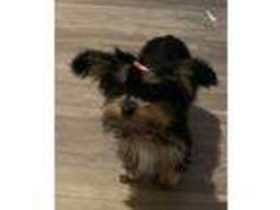 Yorkshire Terrier Puppy for sale in Dickson, TN, USA