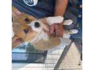 Pembroke Welsh Corgi Puppy for sale in Eatonville, WA, USA