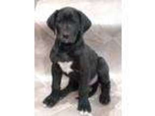 Great Dane Puppy for sale in Palmyra, MO, USA