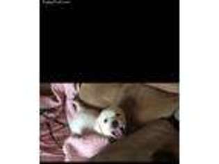 Labrador Retriever Puppy for sale in Bluemont, VA, USA