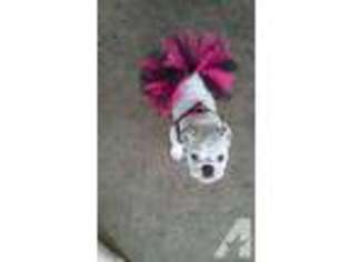 Bulldog Puppy for sale in BURNET, TX, USA