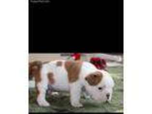 Bulldog Puppy for sale in Stratford, WI, USA