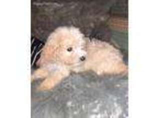 Mutt Puppy for sale in Buena Vista, GA, USA