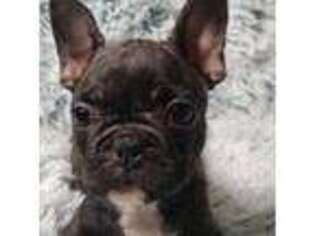 French Bulldog Puppy for sale in Cleveland, TX, USA