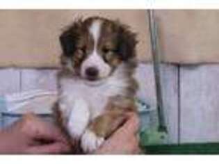 Shetland Sheepdog Puppy for sale in Millmont, PA, USA