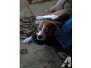 Beagle Puppy for sale in PORT WASHINGTON, WI, USA