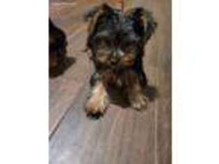 Yorkshire Terrier Puppy for sale in Tucson, AZ, USA