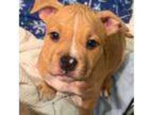 American Staffordshire Terrier Puppy for sale in Boston, MA, USA