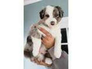 Border Collie Puppy for sale in Rock Island, IL, USA
