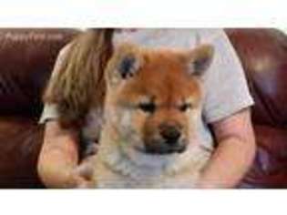 Chow Chow Puppy for sale in Woodleaf, NC, USA