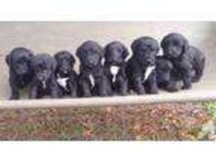 Labradoodle Puppy for sale in FORT MC COY, FL, USA