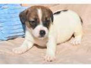Jack Russell Terrier Puppy for sale in Joplin, MO, USA