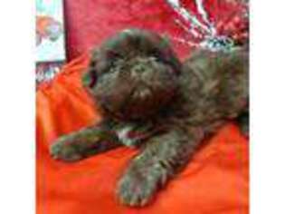 Mutt Puppy for sale in Green Bay, WI, USA