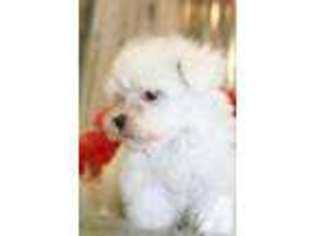 Maltese Puppy for sale in LIPAN, TX, USA