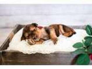 Mutt Puppy for sale in Layton, UT, USA