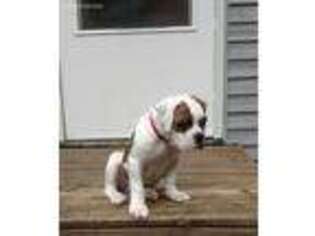American Bulldog Puppy for sale in Rhinelander, WI, USA