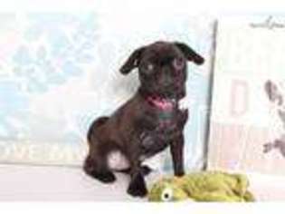 Puggle Puppy for sale in Fort Myers, FL, USA