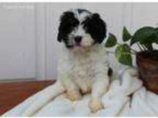 Cavachon Puppy for sale in Rochester, IN, USA