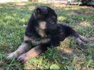 German Shepherd Dog Puppy for sale in Mc Cune, KS, USA