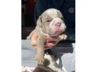 Bulldog Puppy for sale in Ottawa Lake, MI, USA