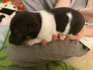 Rat Terrier Puppy for sale in Otsego, MN, USA