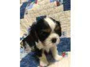 Cavalier King Charles Spaniel Puppy for sale in Tyler, TX, USA