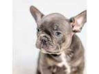 French Bulldog Puppy for sale in Barneston, NE, USA