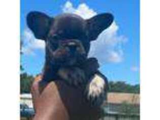French Bulldog Puppy for sale in Moss Point, MS, USA