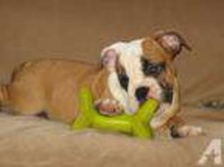 Bulldog Puppy for sale in FITZWILLIAM, NH, USA