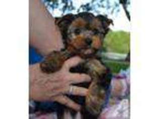 Yorkshire Terrier Puppy for sale in SPRING BRANCH, TX, USA