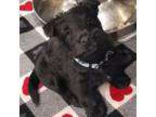Scottish Terrier Puppy for sale in Sutter Creek, CA, USA