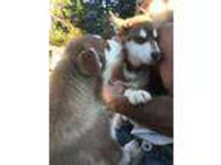 Alaskan Malamute Puppy for sale in Montesano, WA, USA