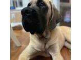Mastiff Puppy for sale in Jackson, NJ, USA