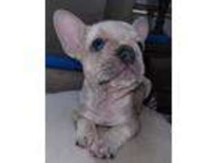 French Bulldog Puppy for sale in Martinsville, VA, USA