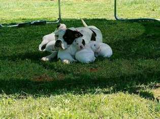 American Bulldog Puppy for sale in Concord, VA, USA