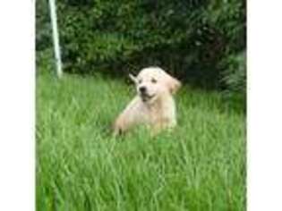 Golden Retriever Puppy for sale in Peyton, CO, USA