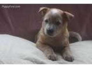 Australian Cattle Dog Puppy for sale in Gray, GA, USA