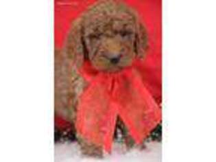 Goldendoodle Puppy for sale in Livonia, MI, USA