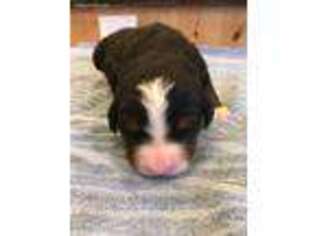 Bernese Mountain Dog Puppy for sale in Salem, OR, USA