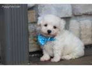 Bichon Frise Puppy for sale in Center Ridge, AR, USA