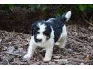 Mutt Puppy for sale in Waxhaw, NC, USA