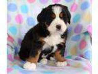 Bernese Mountain Dog Puppy for sale in Mount Eaton, OH, USA