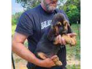 Bloodhound Puppy for sale in Bokchito, OK, USA