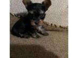 Yorkshire Terrier Puppy for sale in Arcadia, FL, USA
